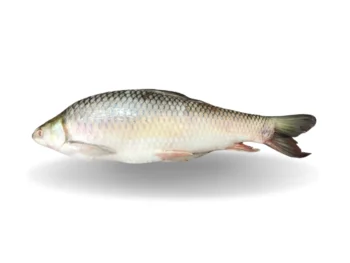 Mrigel 2kg up